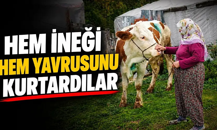 Hem İneği, Hem Yavrusunu Kurtardılar