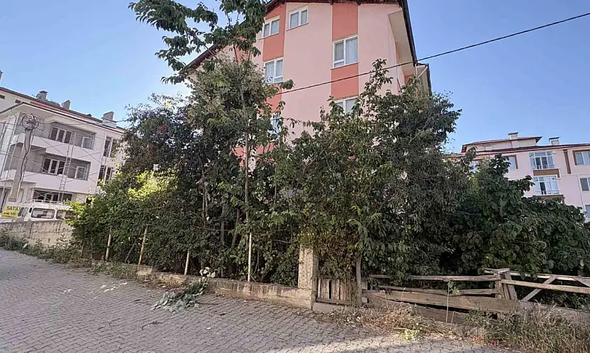 Ihlamur Ağacından Düşen Emekli Öğretmen Yaralandı