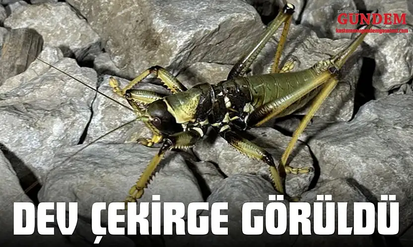 İnebolu'da Dev Çekirge Görüldü