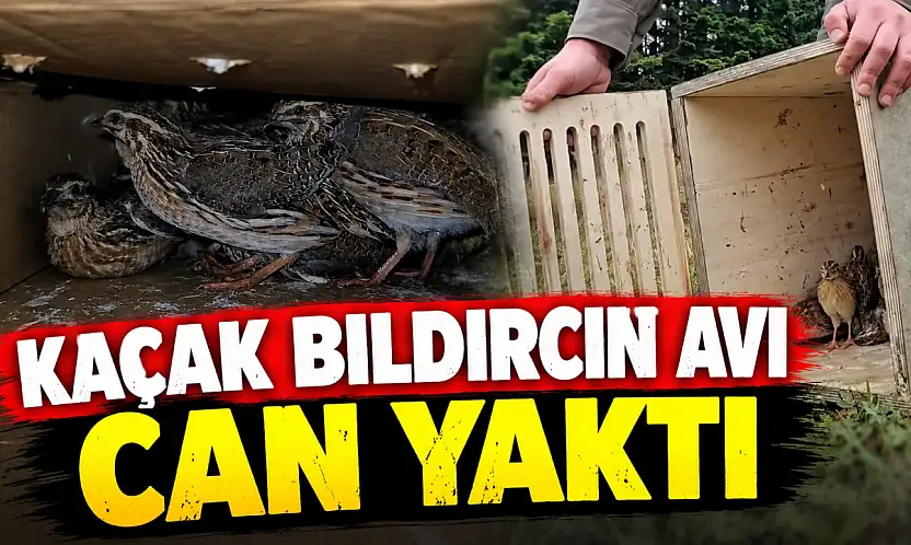 Kaçak Bıldırcın Avı Can Yaktı!