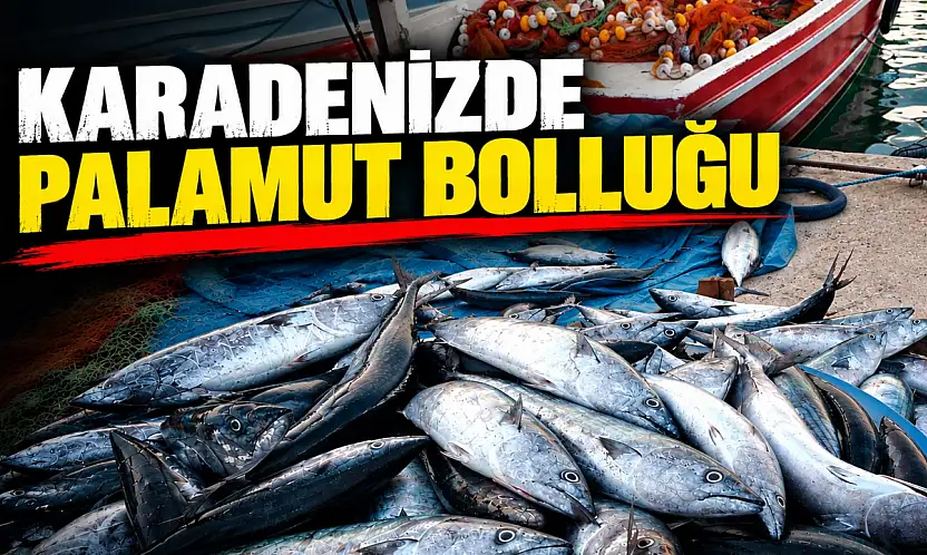 Karadenizde Palamut Bolluğu