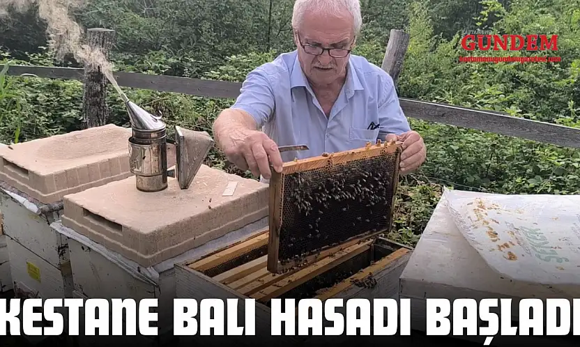 Kestane Balı Hasadı Başladı
