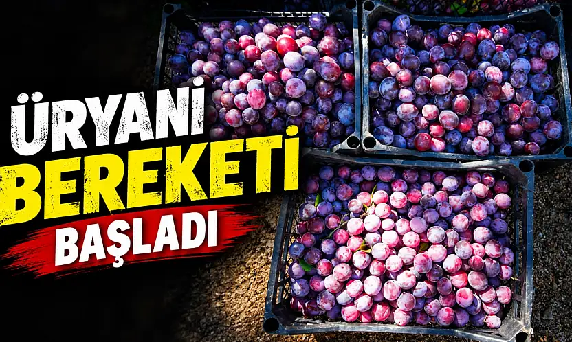 Kastamonu'da Üryani Bereketi Başladı