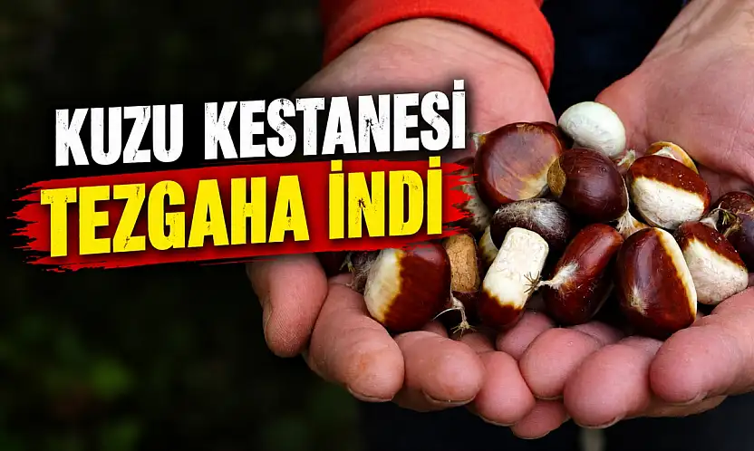Kastamonu Kuzu Kestanesi Tezgaha İndi