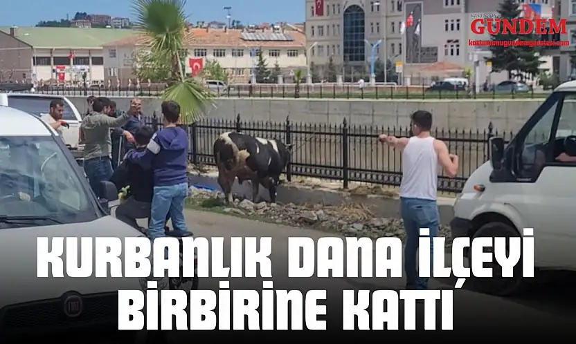 Kurbanlık Dana İlçeyi Birbirine Kattı