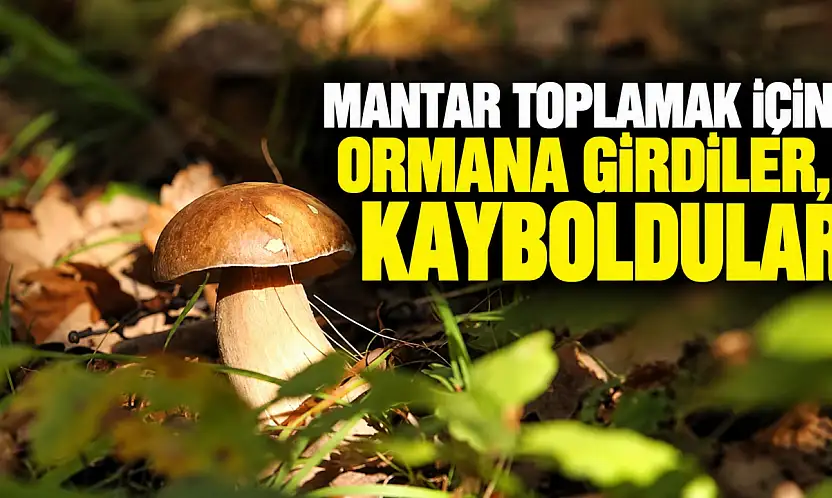 Mantar Toplamak İçin Ormana Girdiler, Kayboldular