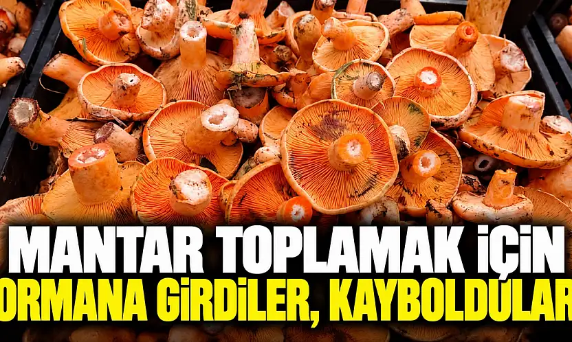 Mantar Toplamak İçin Ormana Girdiler, Kayboldular