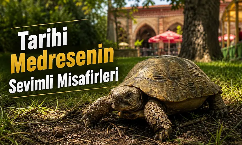 Münire Medresesi'nin Sevimli Sakinleri İlgi Odağı