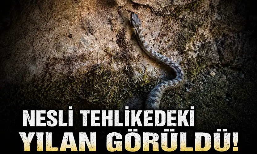 Nesli Tehlikedeki Yılan Görüldü