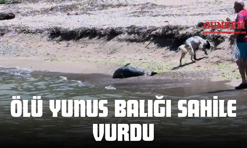 Ölü Yunus Balığı Sahile Vurdu
