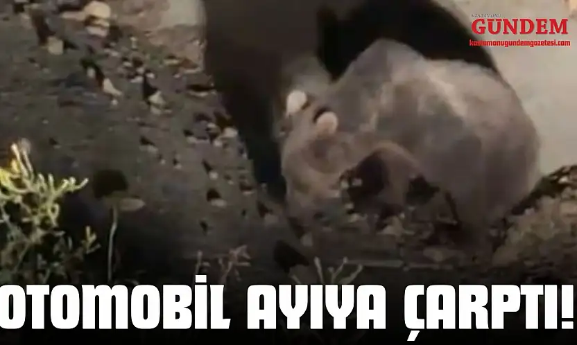 Otomobil Ayıya Çarptı! O Anlar Görüntülendi