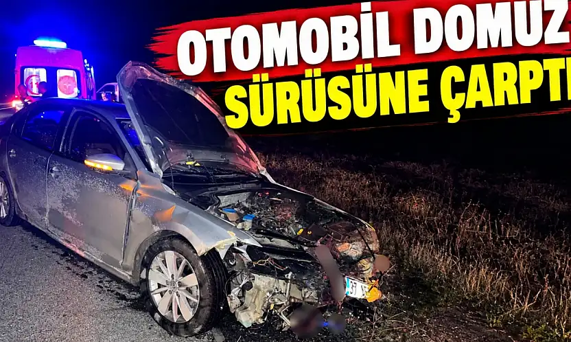 Otomobil Domuz Sürüsüne Çarptı