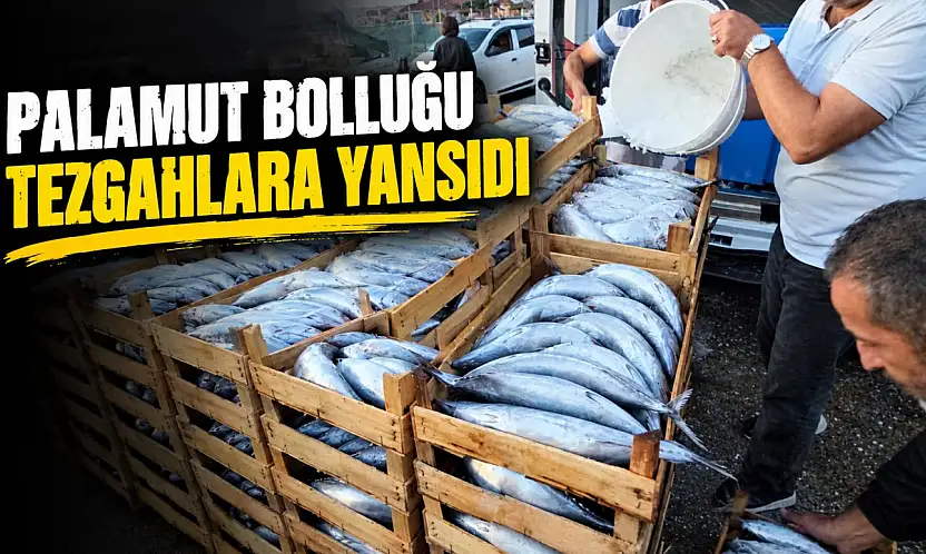 Palamut Bolluğu Tezgahlara Yansıdı