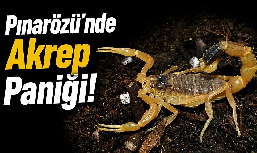 Pınarözü'nde Akrep Paniği!