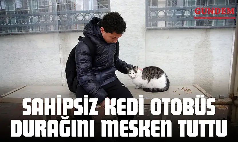 Sahipsiz Kedi Otobüs Durağını Mesken Tuttu