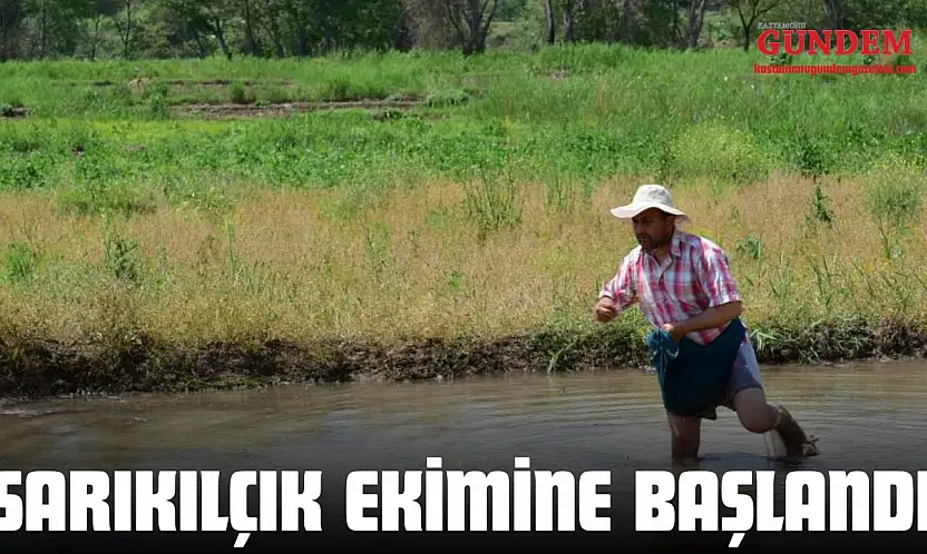 Sarıkılçık Ekimine Başlandı