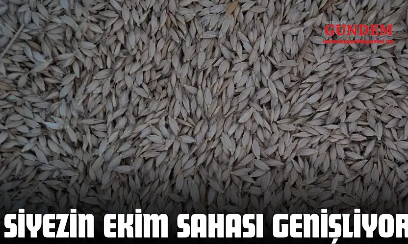 Siyezin Ekim Sahası Genişliyor