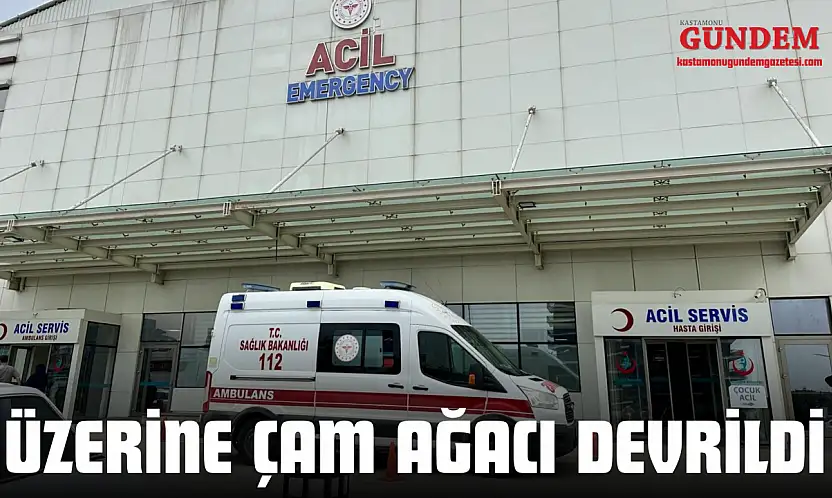 Üzerine Çam Ağacı Devrildi