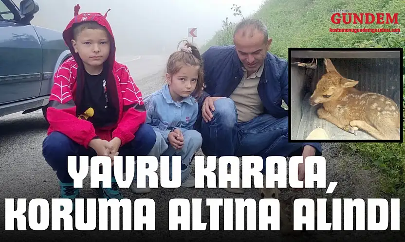 Yaralı Halde Bulunan Yavru Karaca, Koruma Altına Alındı