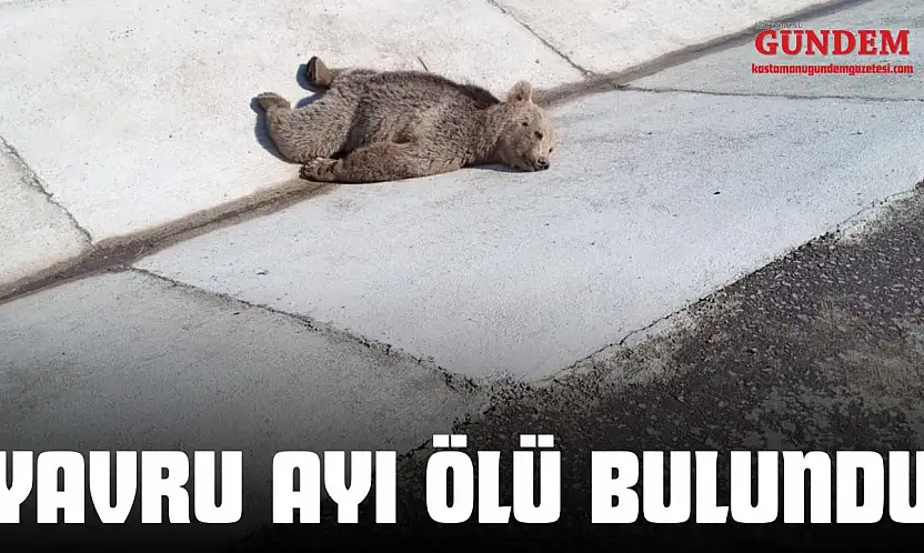 Yavru Ayı Ölü Bulundu
