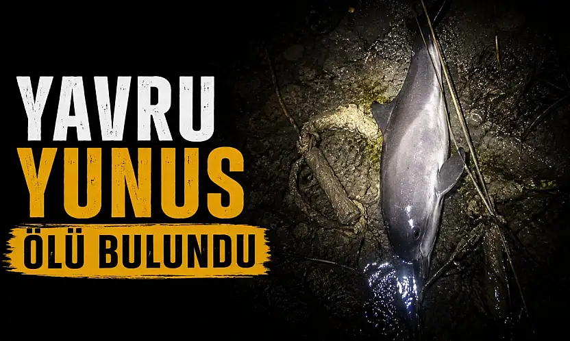 Yavru Yunus Ölü Bulundu