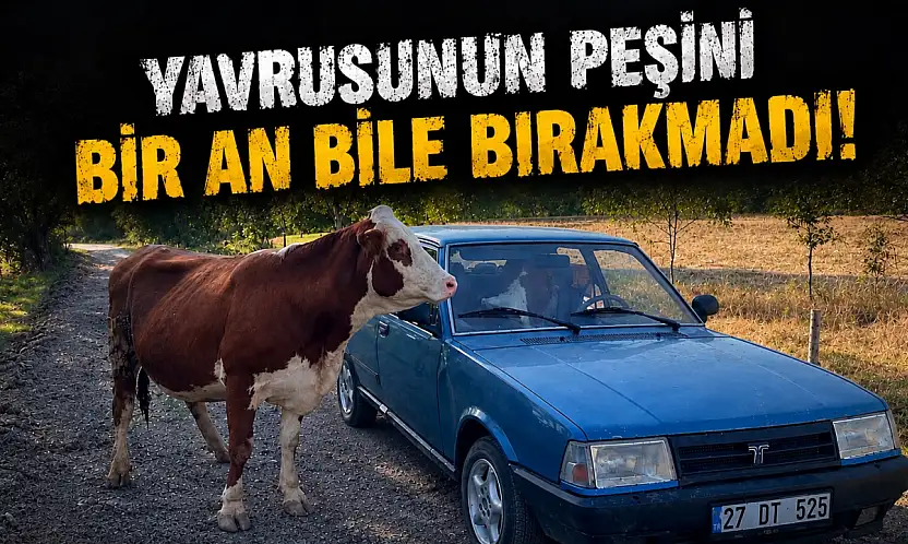 Yavrusunun Peşini Bir An Bile Bırakmadı!
