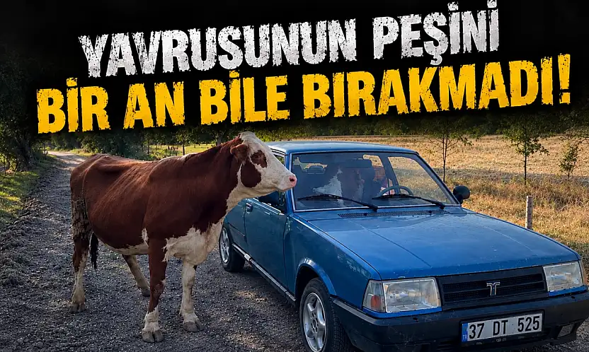 Yavrusunun Peşini Bir An Bile Bırakmadı!
