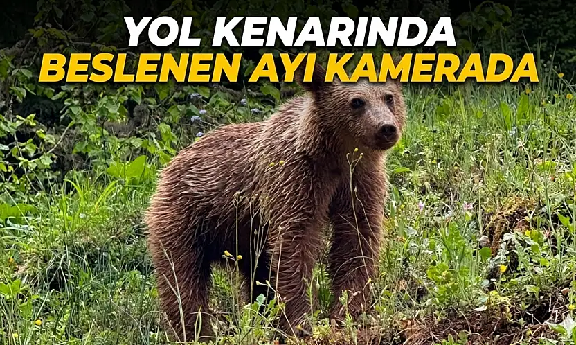 Yol Kenarında Beslenen Ayı Kamerada