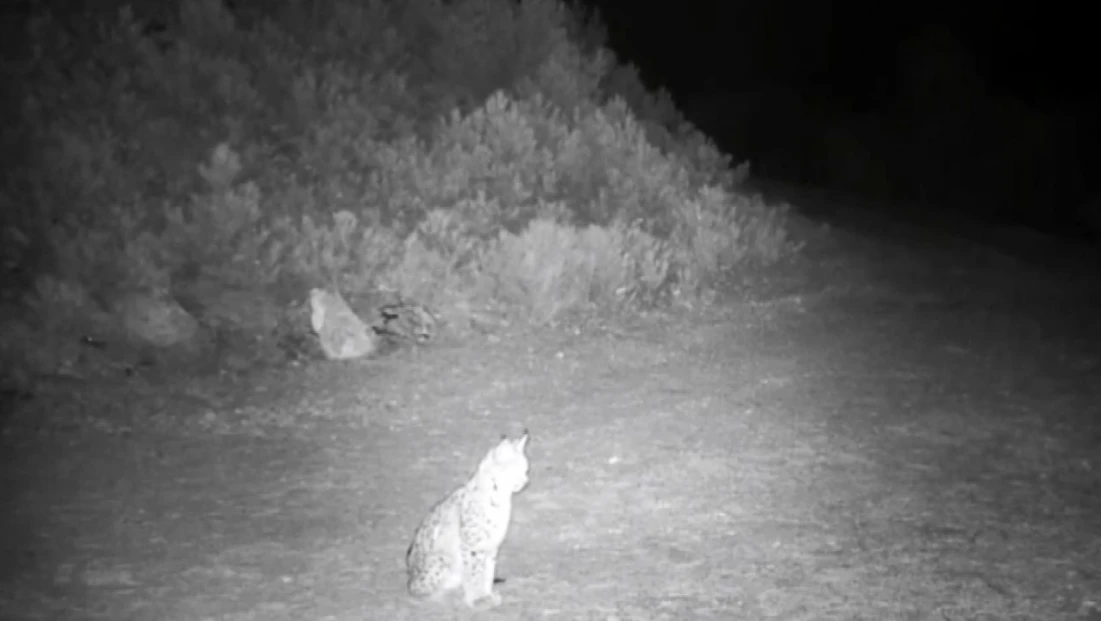 'Ormanın Hayaleti' Vaşak Kamerada