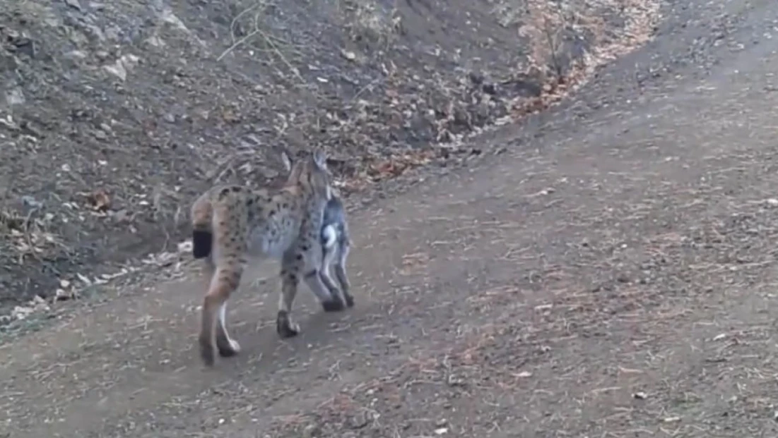Avını Taşıyan Vaşak Kamerada