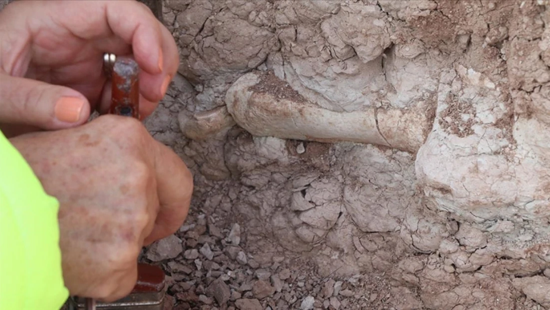 Çankırı’da 200 Yeni Fosil Bulundu