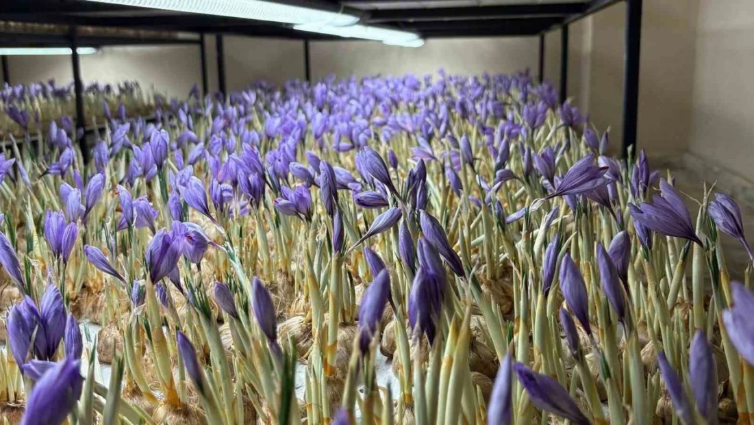 Genç Yaşta Mesleğini Bıraktı, Safran Üretmeye Başladı