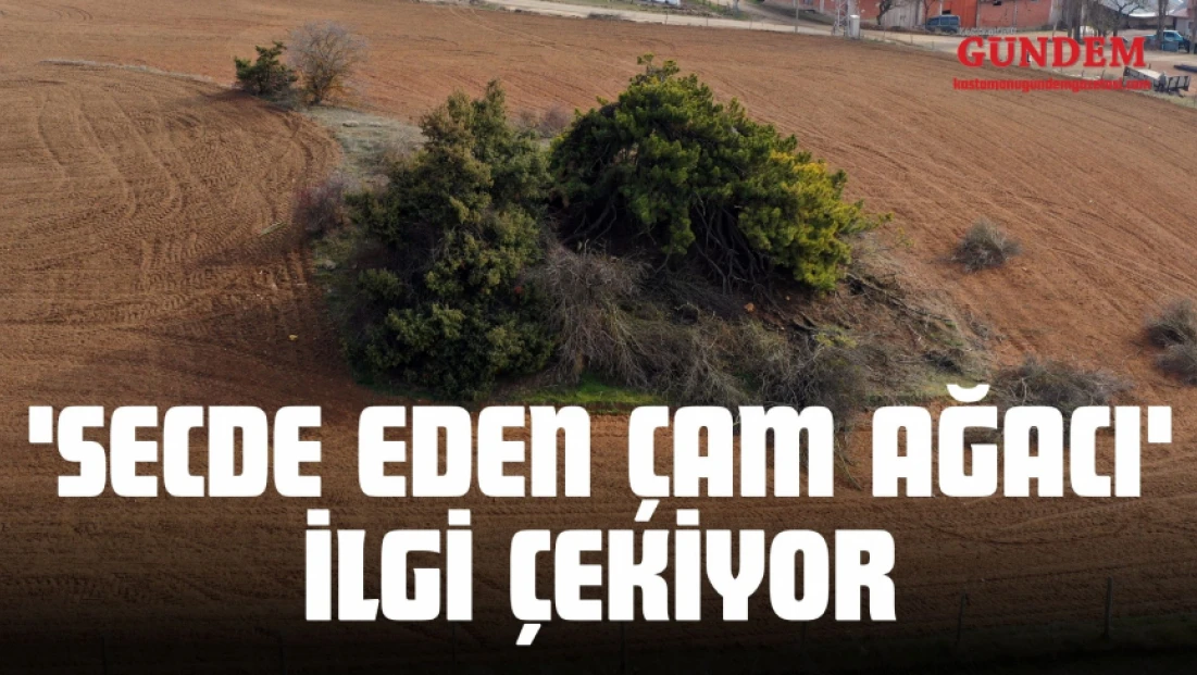 'Secde Eden Çam Ağacı' İlgi Çekiyor