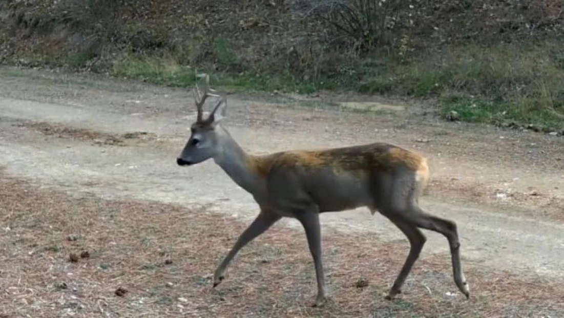 Karacalar Görüntülendi