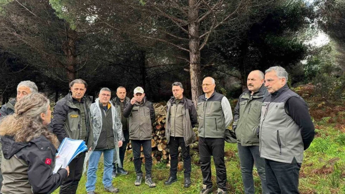 Sinop'ta Ormancılık Faaliyetleri