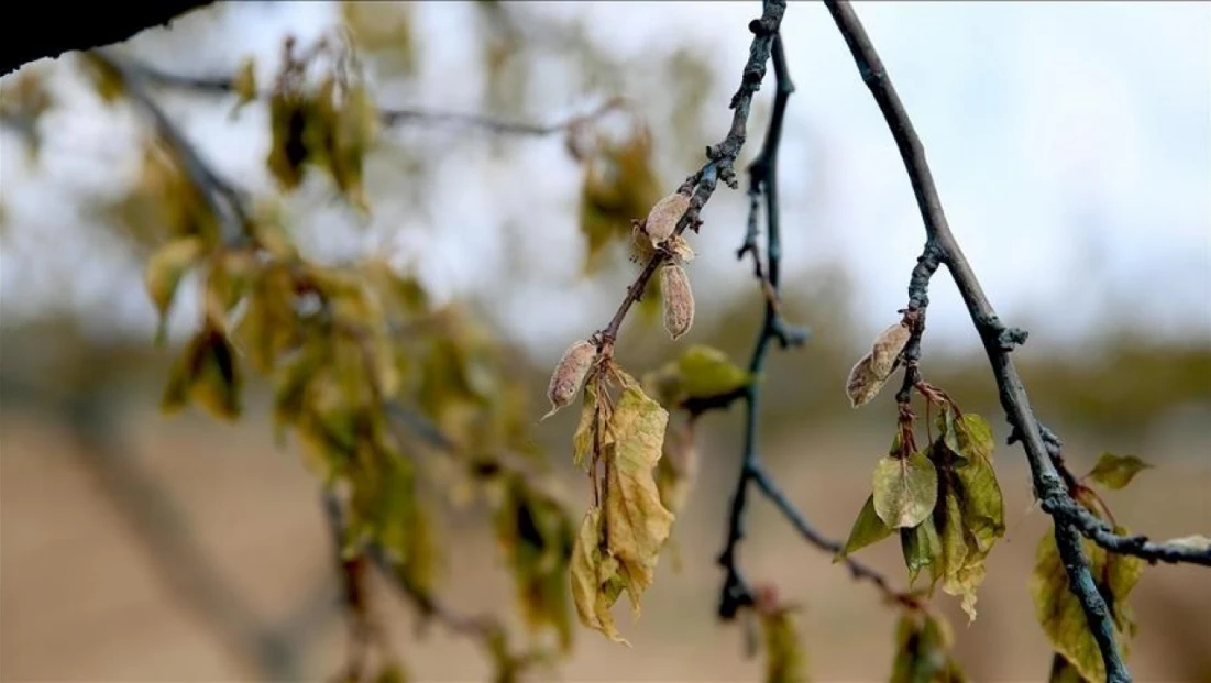 Üreticilere Verilen Destekler 158,55 Milyar Liraya Yükseldi