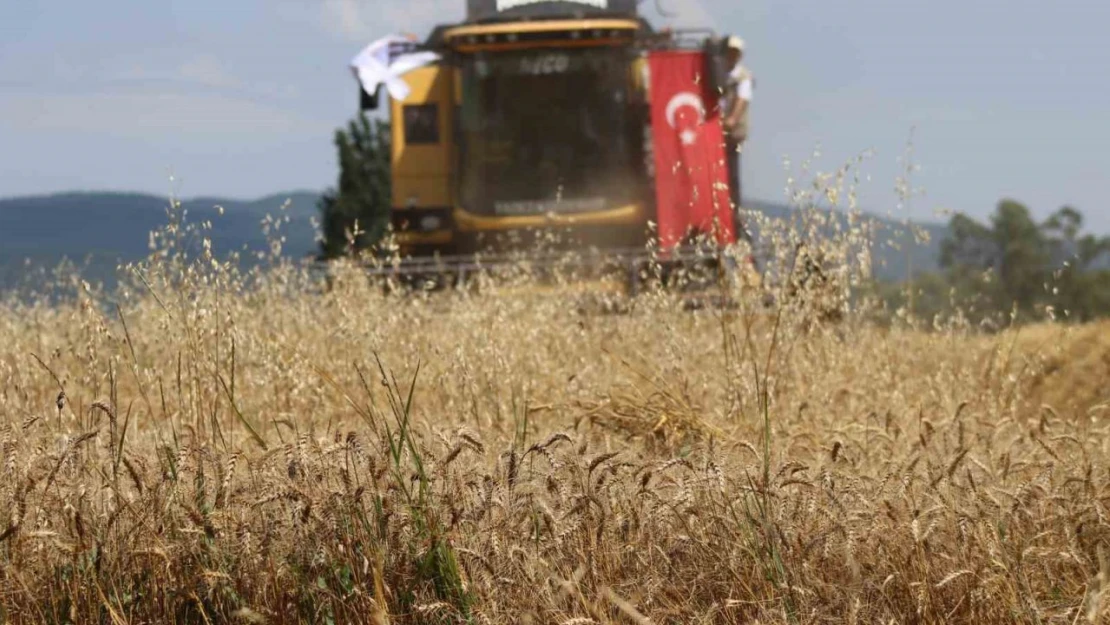 'Ayten Abla Buğdayı' İlk Kez Hasatta