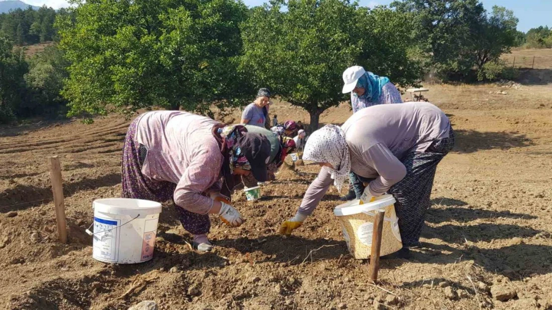 O Baharat Toprakla Buluştu