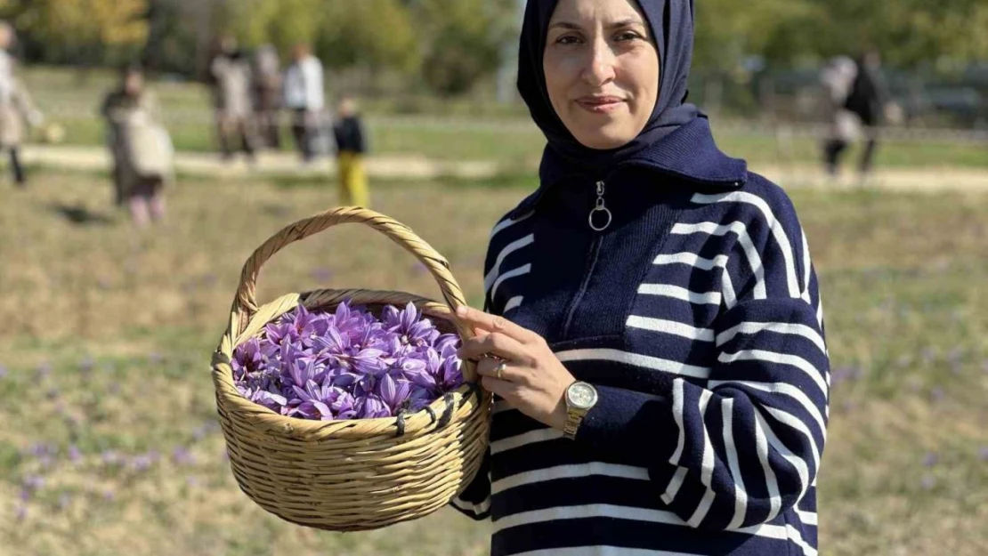 Safranı Hasat Etmek İçin Soluğu Tarlalarda Aldılar