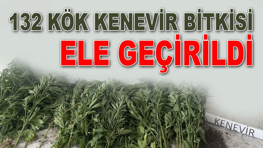 132 Kök Kenevir Bitkisi Ele Geçirildi!