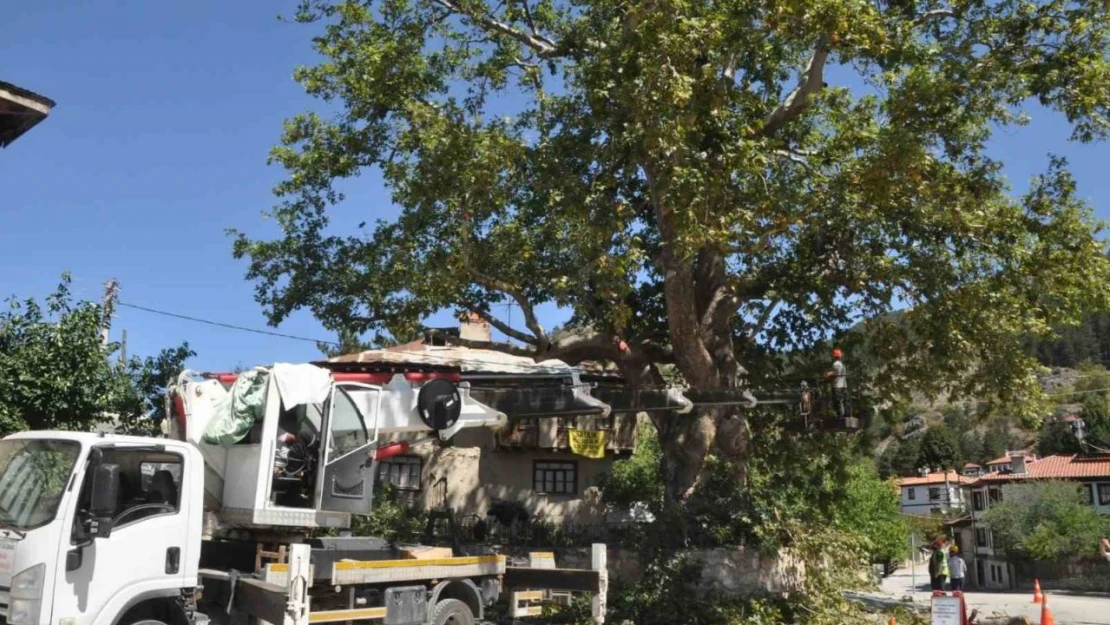 350 Yıllık Çınar Ağacı Bakıma Alındı