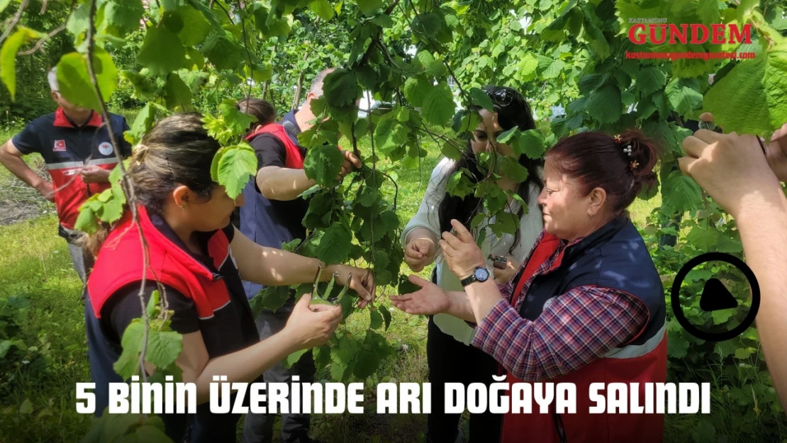 5 Binin Üzerinde Arı Doğaya Salındı