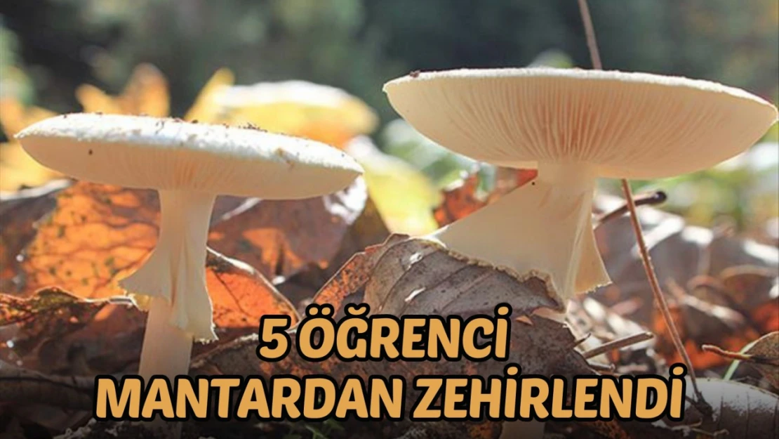 5 Öğrenci Mantardan Zehirlendi