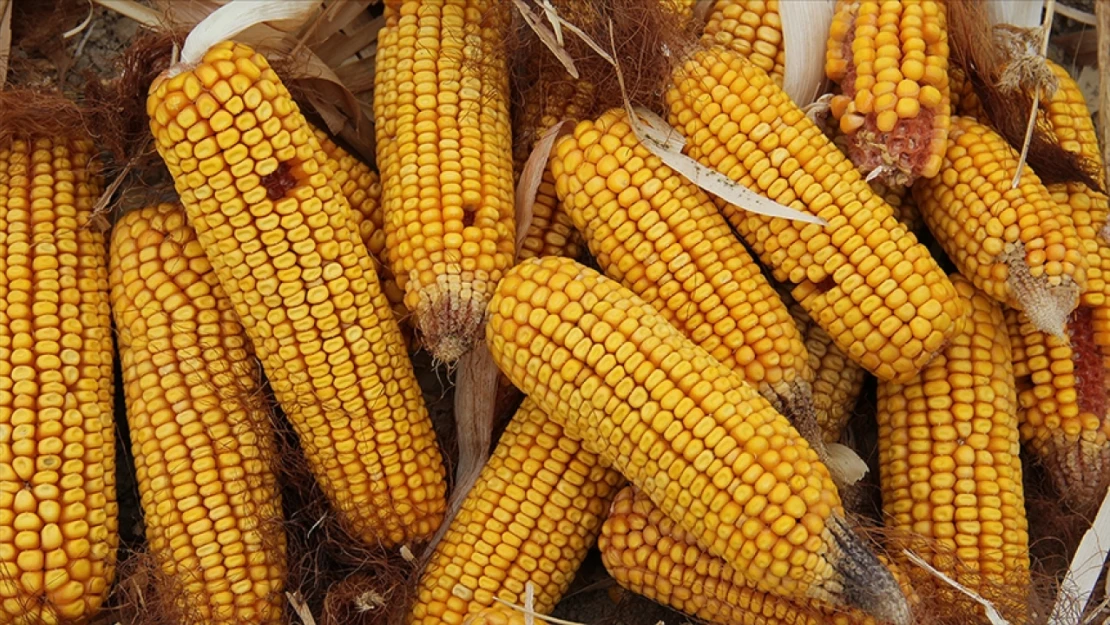 500 Bin Tonluk Tarife Kontenjanı Açıldı