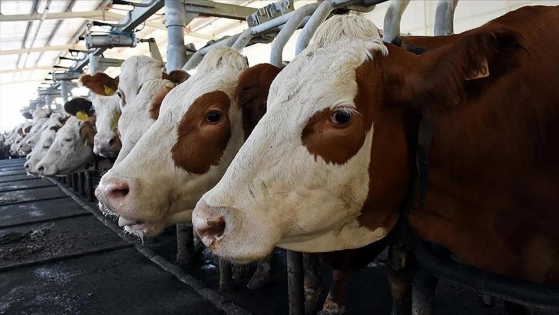 857 Bin 821 Ton İnek Sütü Toplandı