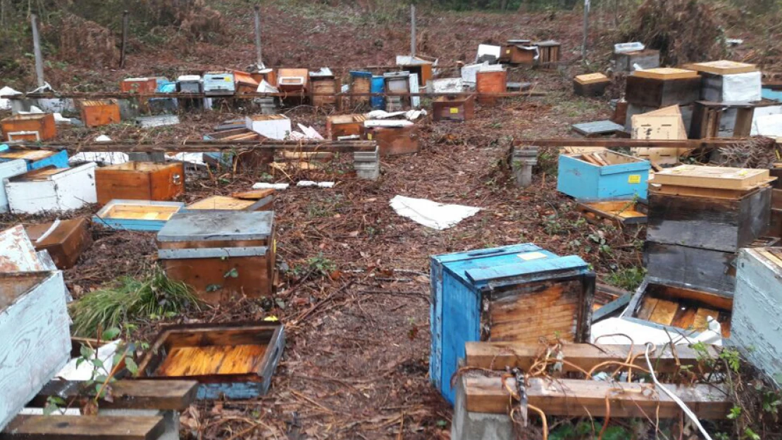 Aç kalan ayı, 100 arı kovanını parçaladı