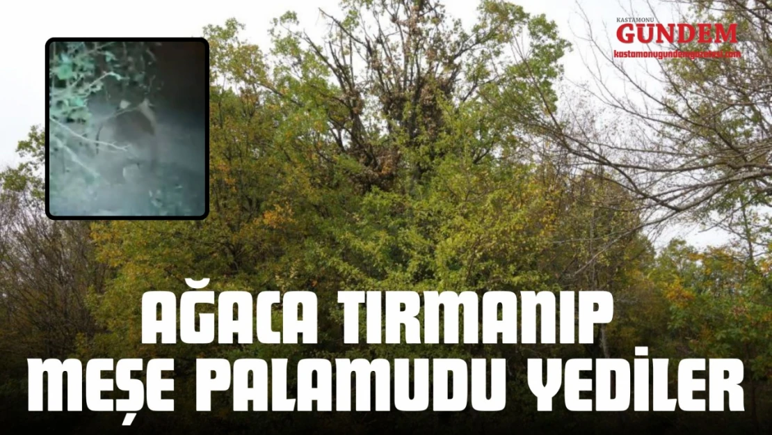 Ağaca Tırmanıp Meşe Palamudu Yediler