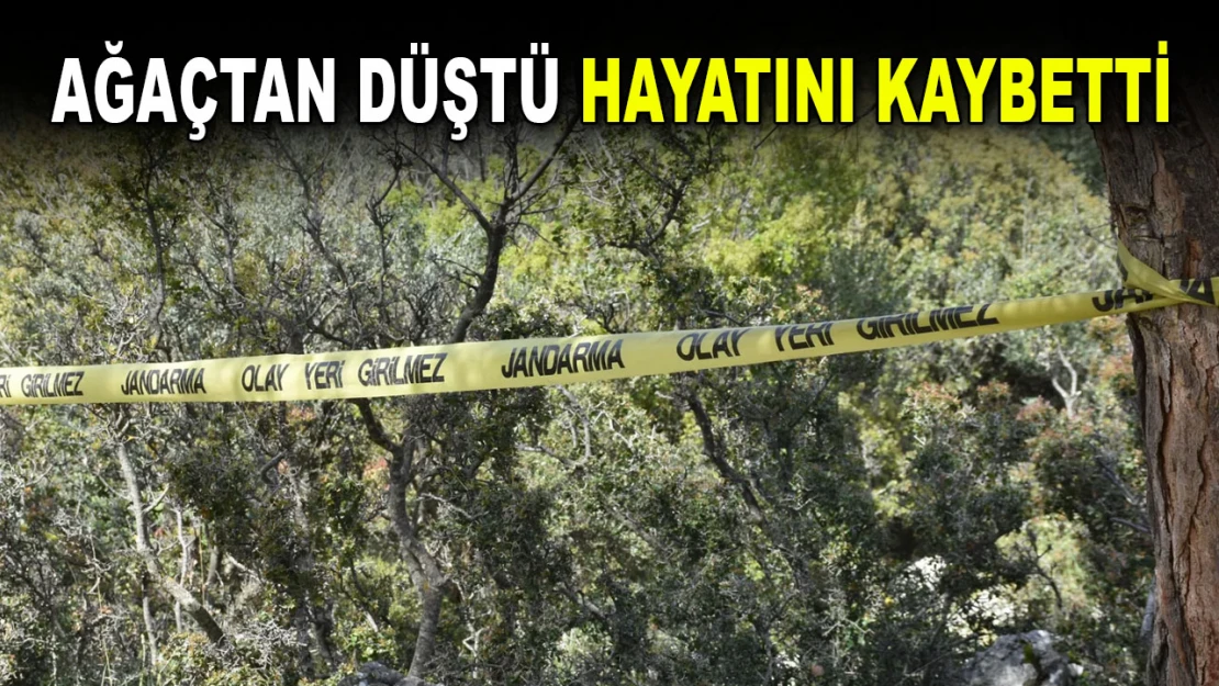 Ağaçtan Düştü, Hayatını Kaybetti!