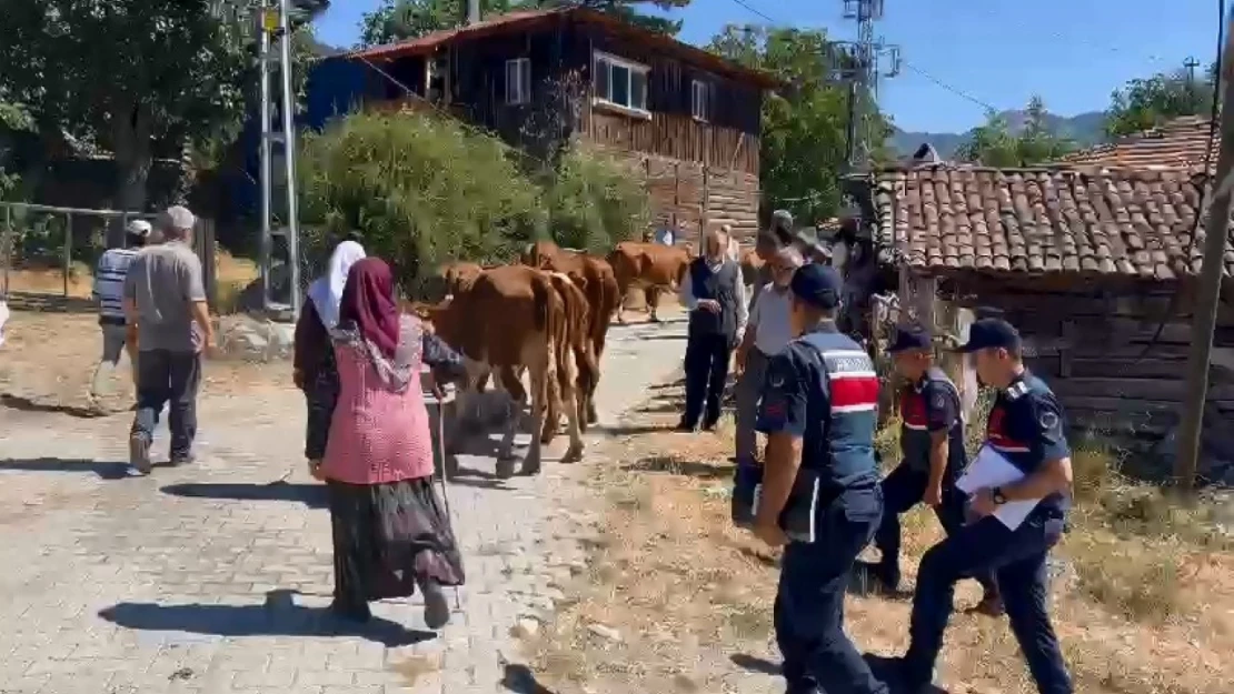 Ahırdaki inekleri çalan hırsızlar jandarmadan kaçamadı