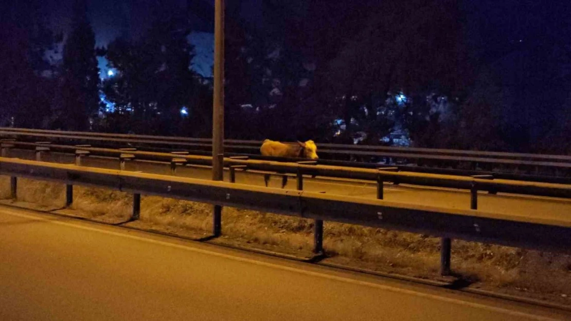 Büyükbaş Hayvan Trafiği Tehlikeye Soktu